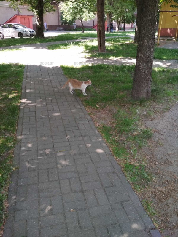 Котейка