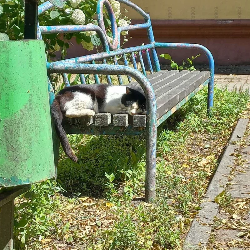 Придет серенький волчок