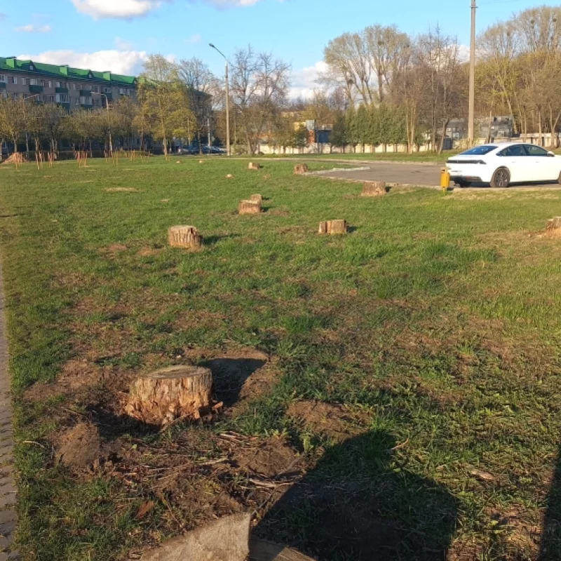 Все зеленеет и зеленеет наш прекрасный город