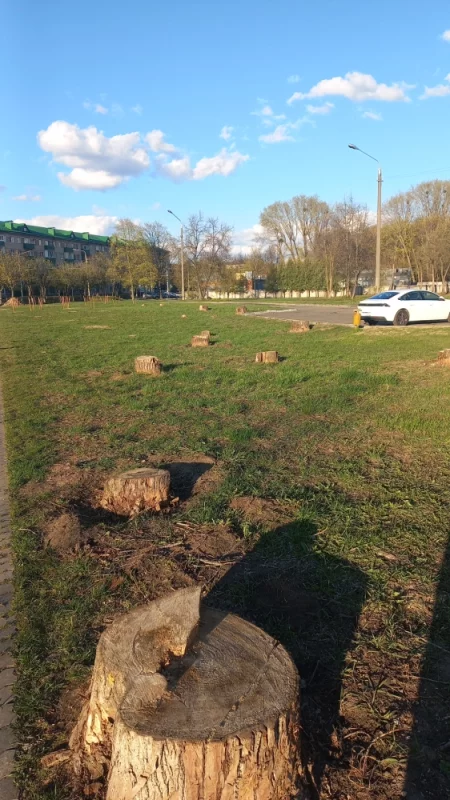 Все зеленеет и зеленеет наш прекрасный город