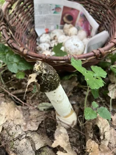 Настойка гриба Веселка