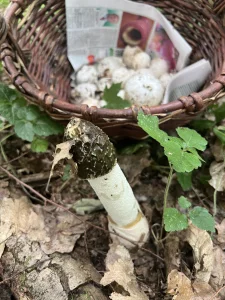 Настойка гриба Веселка