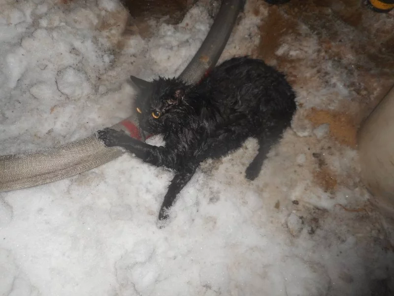 Ночью в Бобруйске загорелся дом