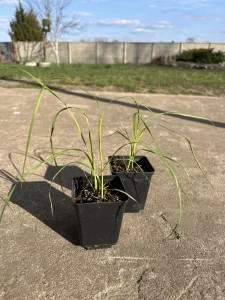 Пампасная трава