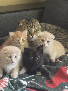 Котёнок