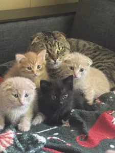 Котёнок
