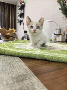 Котята срочно ищут дом