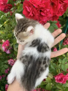 Котята бесплатно