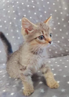 Котёнок девочка