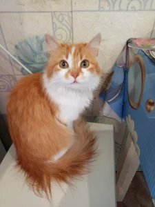 Алиса, стерилизована