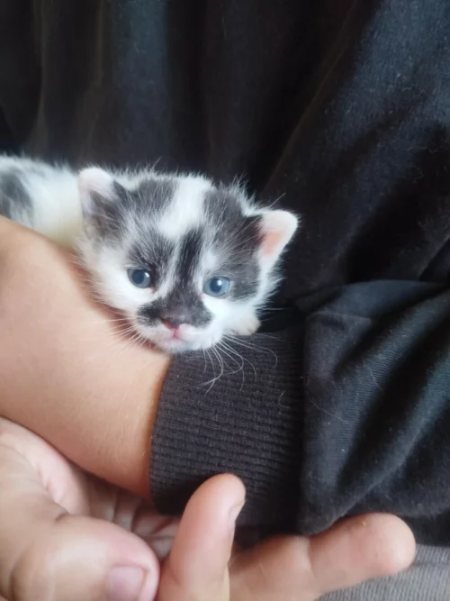 Маленькая кошечка ищет лом