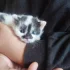 Маленькая кошечка ищет лом