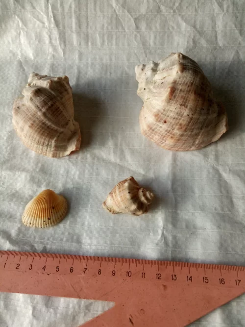 Ракушки морские для аквариума