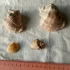 Ракушки морские для аквариума