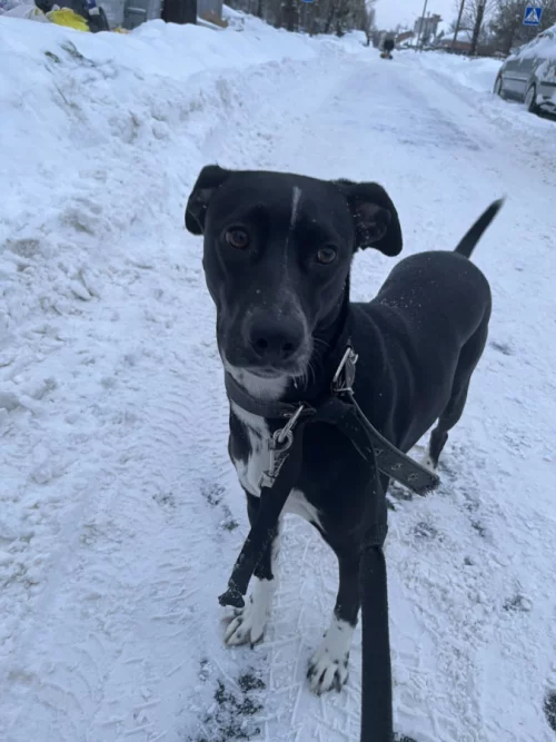 Ищем дом для порядочной собачки