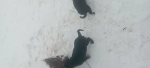 Щенки немецкой овчарки