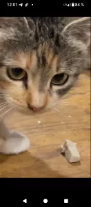 Коты-подпостки ищут дом