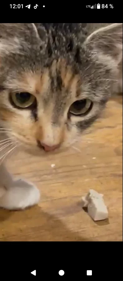 Коты-подпостки ищут дом