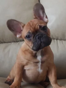Щенка французского бульдога