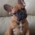 Щенка французского бульдога