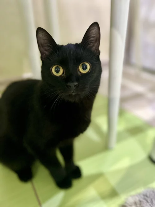 Отдам в добрые руки кошечку-подростка