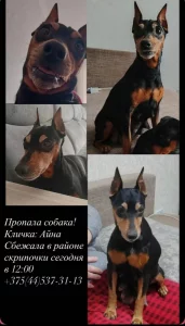 Пропала собака.