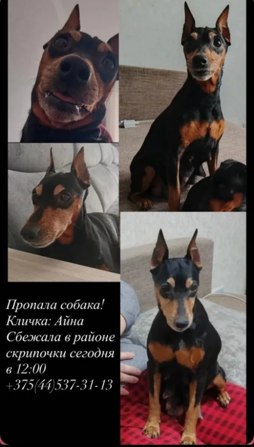 Пропала собака.