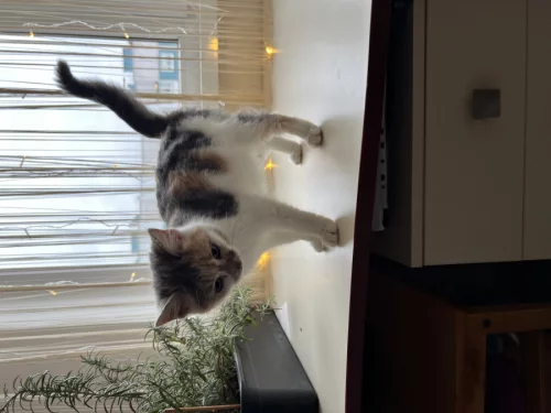 Очень удобный котенок для вашего комфорта