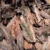 Кору сосны в больших объемах