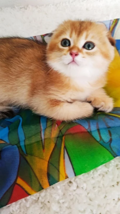 Шотландские золотые шиншилловые котята