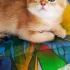 Шотландские золотые шиншилловые котята