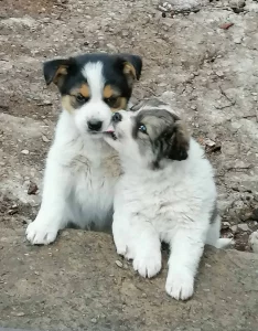 Щенкам очень нужен дом