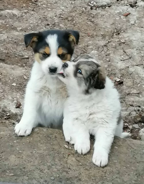 Щенкам очень нужен дом