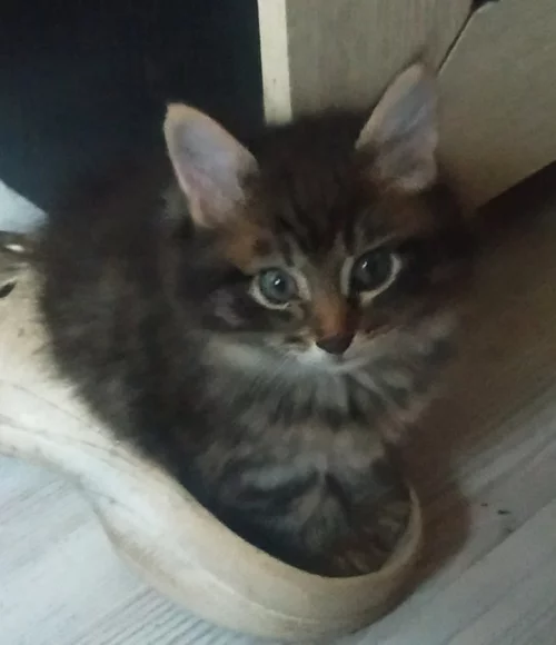 Котёнка отдам