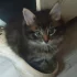 Котёнка отдам
