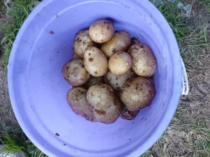 Молодой картофель