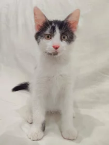 Котёнок мальчик
