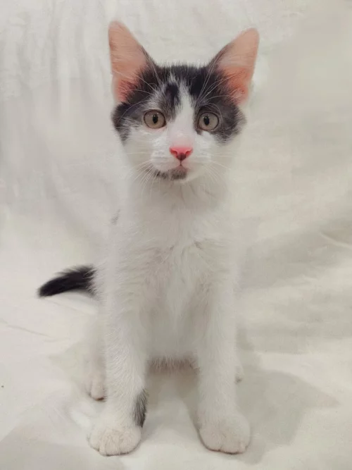 Котёнок мальчик