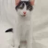 Котёнок мальчик