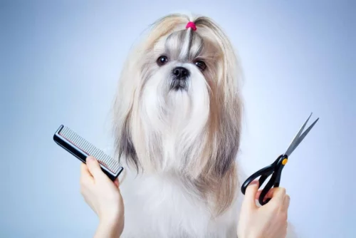 Уход за маленькими собачками в Бобруйске: шпицы, йорки, ши-тцу.