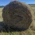 Сено фестуолиум рулоны