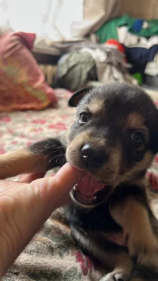 Щенки Ротски (Rottsky) hybrid 08/09