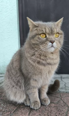 Пропала кошка