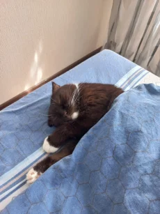 Вислоухая кошка