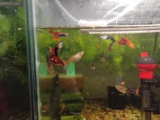 Рыбки Гиппи