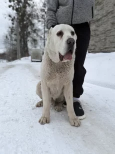 Продаются щенки алабая (бронь)