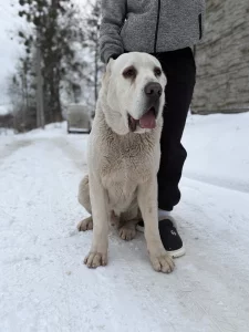 Продаются щенки алабая (бронь)