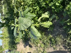 Семена табака, лист