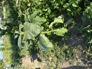 Семена табака, лист