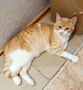 Отдам рыжего котика